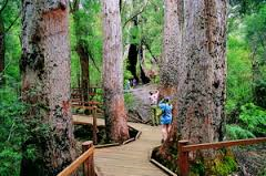 Giant trees in South West WA