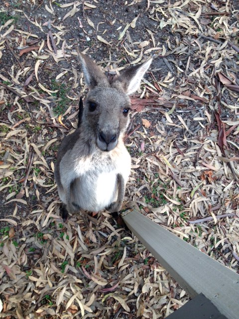 kangaroo friend