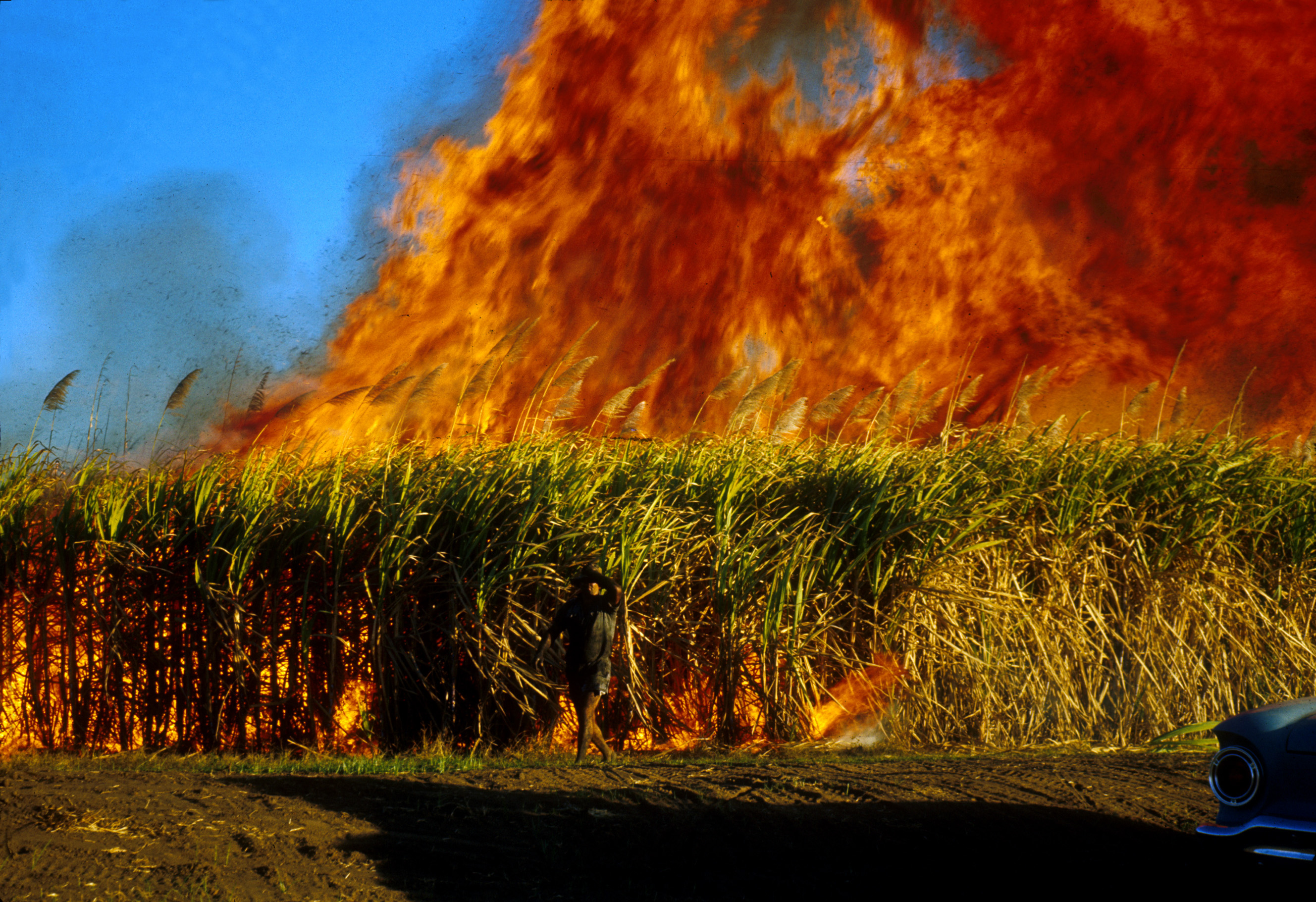 CSIRO_ScienceImage_1559_Fire_in_sugar_cane.jpg