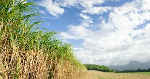 sugar cane