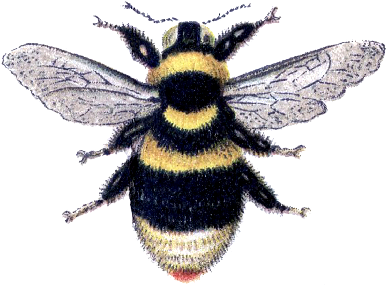 Bumble-Bee-Clip-Art-GraphicsFairy