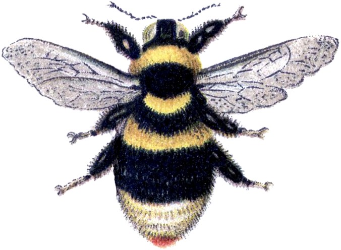 Bumble-Bee-Clip-Art-GraphicsFairy